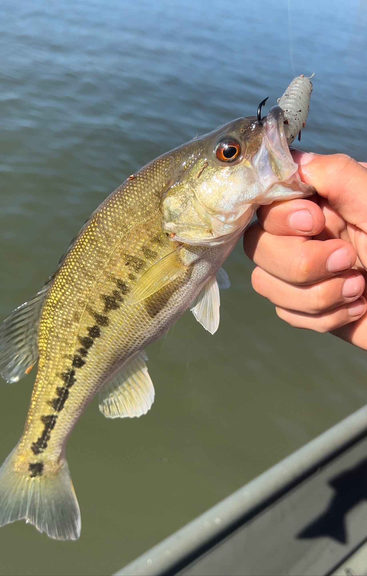 2lb 10oz! Look at these colors the bite is alive on these spotted bass! :  r/Fishing